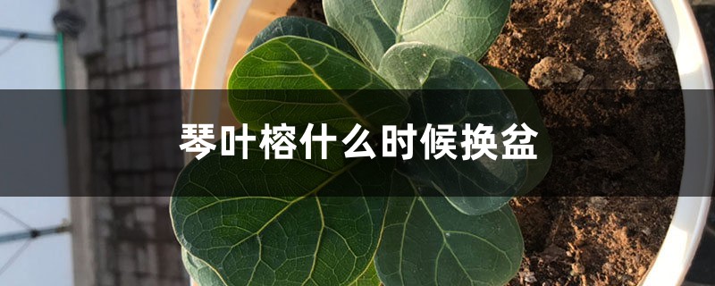 琴叶榕什么时候换盆 琴叶榕什么时候换盆