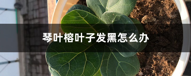 琴叶榕叶子发黑怎么办 琴叶榕叶子发黑怎么办
