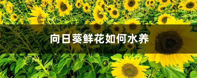 向日葵鲜花如何水养 向日葵鲜花如何水养