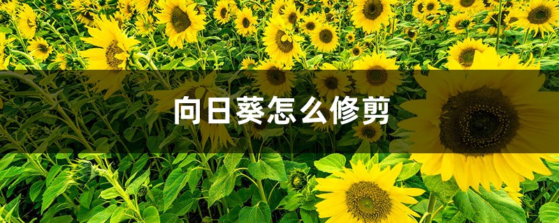 向日葵怎么修剪 向日葵怎么修剪