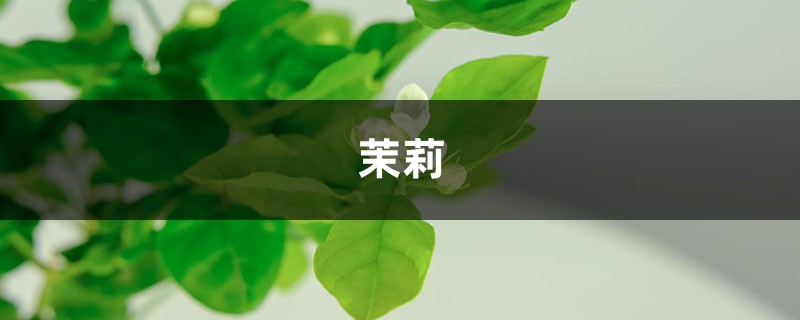 茉莉进锅煮一煮,叶绿枝壮,花朵呼呼冒! 茉莉进锅煮一煮,叶绿枝壮,花朵呼呼冒!