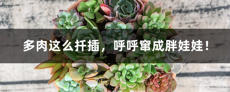 多肉这么扦插,呼呼窜成胖娃娃! 多肉这么扦插,呼呼窜成胖娃娃!