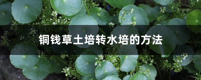 铜钱草土培转水培的方法 铜钱草土培转水培的方法