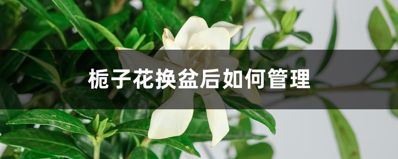 栀子花换盆后如何管理 栀子花换盆后如何管理
