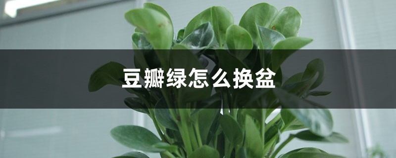 豆瓣绿怎么换盆 豆瓣绿怎么换盆