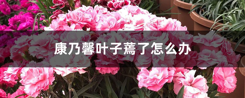 康乃馨叶子蔫了怎么办 康乃馨叶子蔫了怎么办