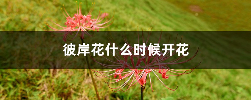 彼岸花什么时候开花 彼岸花什么时候开花