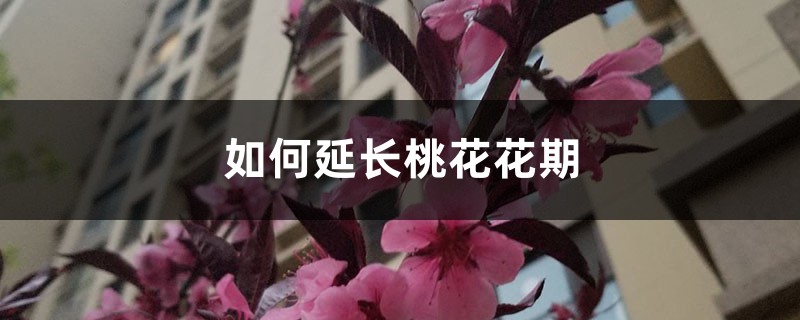 如何延长桃花花期 如何延长桃花花期