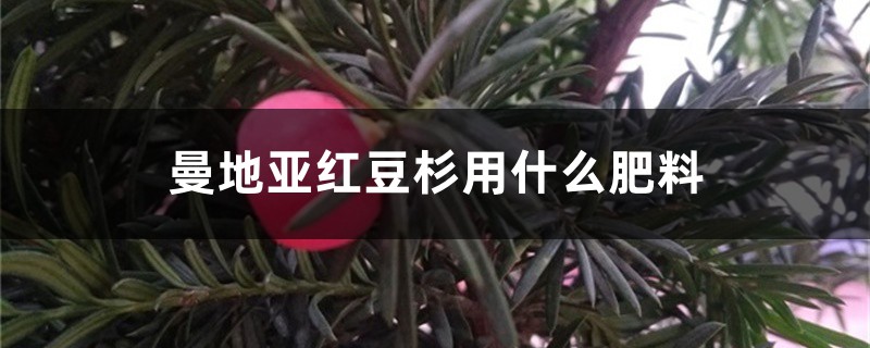 曼地亚红豆杉用什么肥料 曼地亚红豆杉用什么肥料