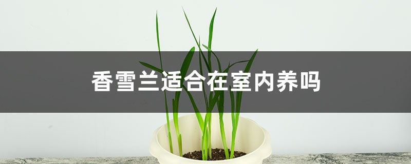 香雪兰适合在室内养吗 香雪兰适合在室内养吗