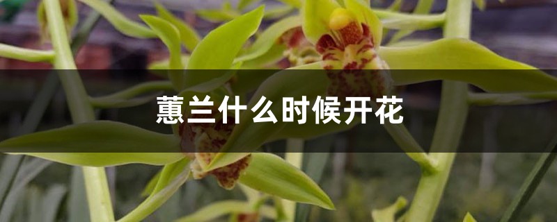 蕙兰什么时候开花 蕙兰什么时候开花