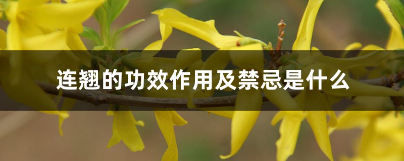 连翘的功效作用及禁忌是什么 连翘的功效作用及禁忌是什么