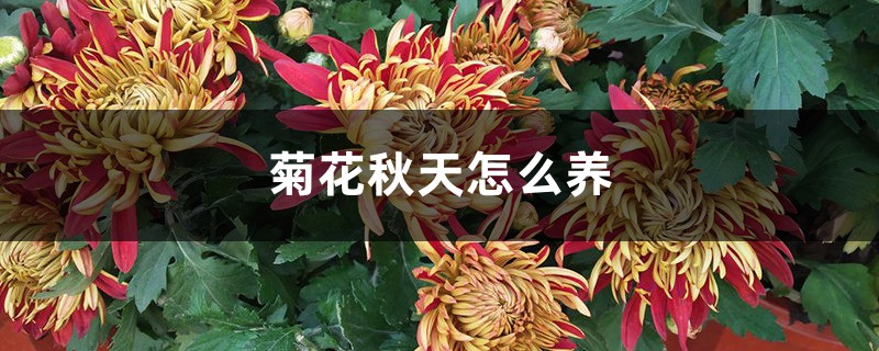 菊花秋天怎么养 菊花秋天怎么养