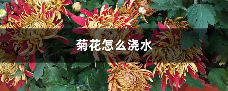 菊花怎么浇水 菊花怎么浇水