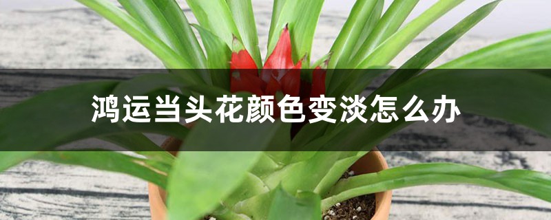 鸿运当头花颜色变淡怎么办 鸿运当头花颜色变淡怎么办
