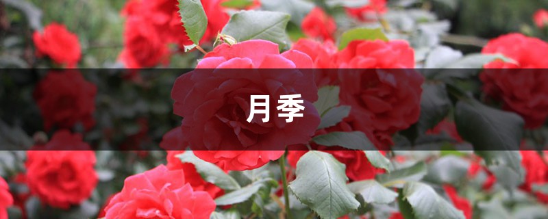 中国这17种月季,花大饱满,比欧月好看多了! 中国这17种月季,花大饱满,比欧月好看多了!