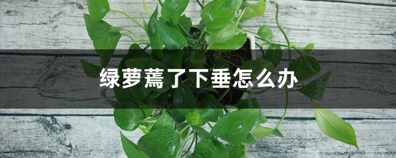 绿萝蔫了下垂怎么办 绿萝蔫了下垂怎么办