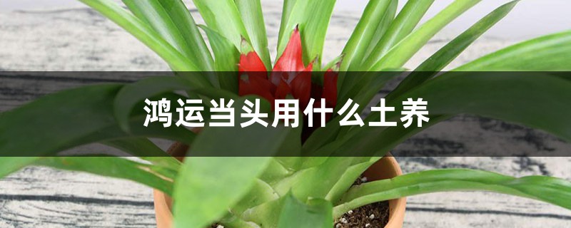 鸿运当头用什么土养 鸿运当头用什么土养