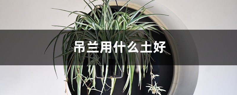 吊兰用什么土好 吊兰用什么土好