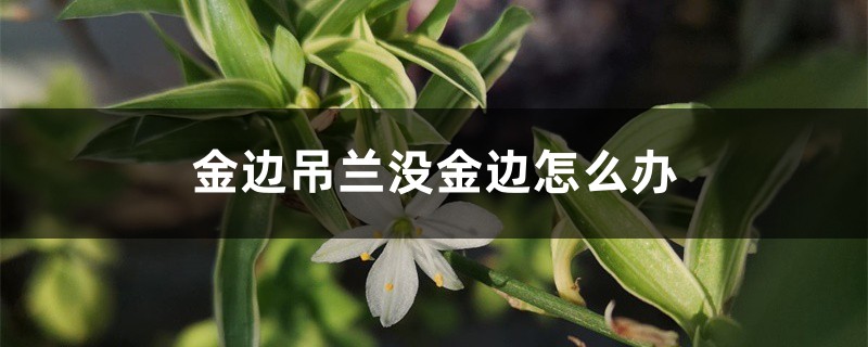 金边吊兰没金边怎么办 金边吊兰没金边怎么办