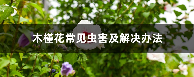 木槿花常见虫害及解决办法 木槿花常见虫害及解决办法