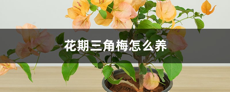 花期三角梅怎么养 花期三角梅怎么养