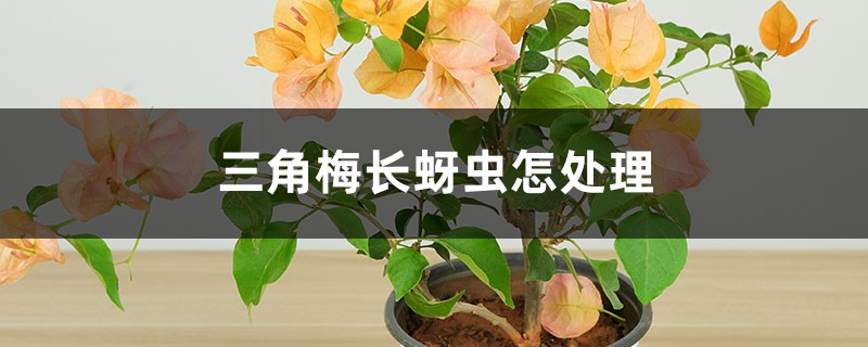 三角梅长蚜虫怎处理 三角梅长蚜虫怎处理