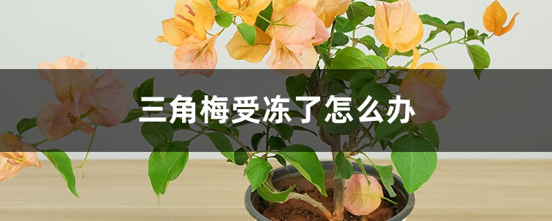 三角梅受冻了怎么办 三角梅受冻了怎么办
