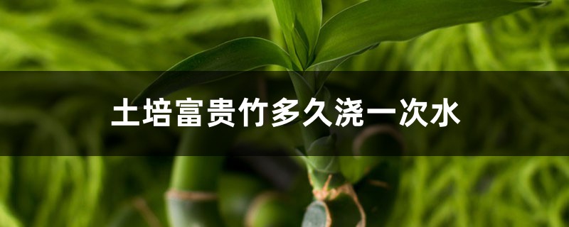 土培富贵竹多久浇一次水 土培富贵竹多久浇一次水