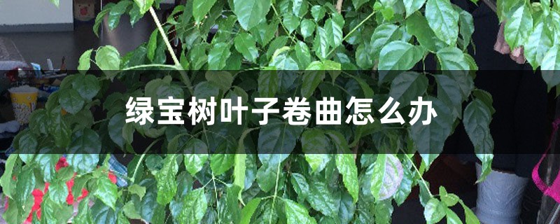 绿宝树叶子卷曲怎么办 绿宝树叶子卷曲怎么办