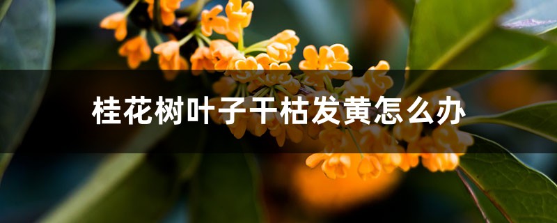 桂花树叶子干枯发黄怎么办 桂花树叶子干枯发黄怎么办