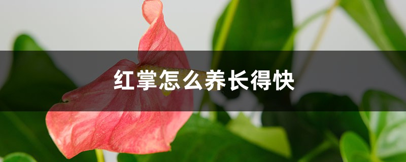 红掌怎么养长得快 红掌怎么养长得快