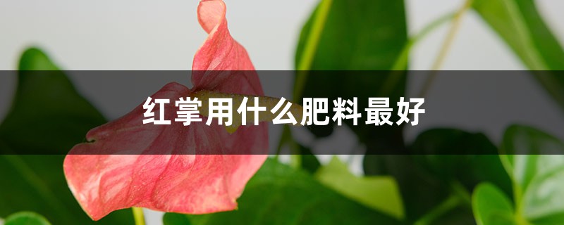 红掌用什么肥料最好 红掌用什么肥料最好
