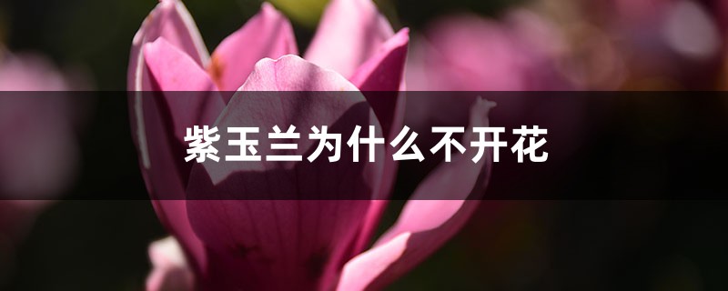 紫玉兰为什么不开花 紫玉兰为什么不开花