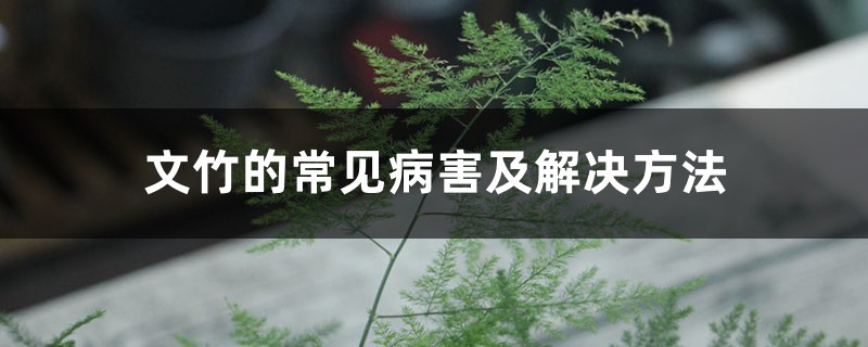 文竹的常见病害及解决方法 文竹的常见病害及解决方法