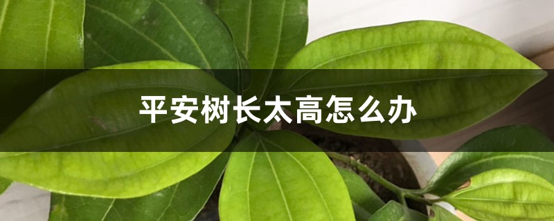 平安树长太高怎么办 平安树长太高怎么办