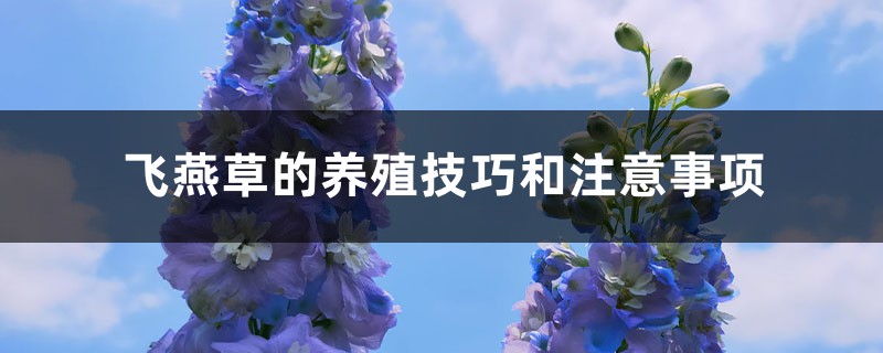 飞燕草的养殖技巧和注意事项 飞燕草的养殖技巧和注意事项