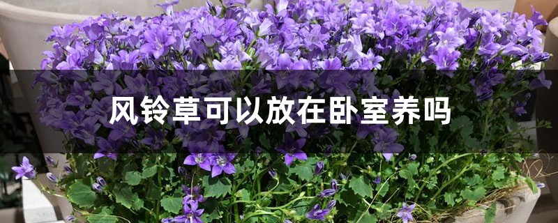 风铃草可以放在卧室养吗 风铃草可以放在卧室养吗