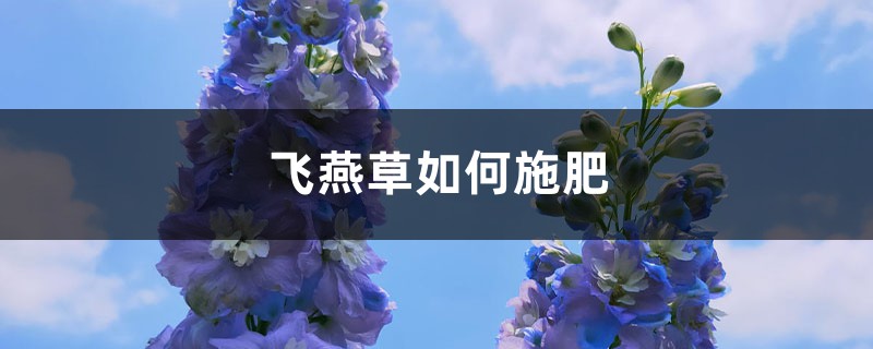 飞燕草如何施肥 飞燕草如何施肥