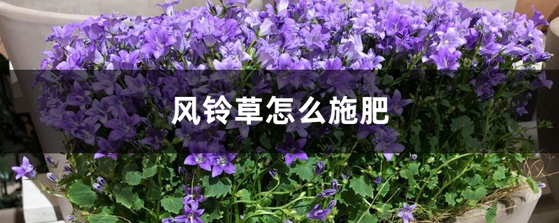 风铃草怎么施肥 风铃草怎么施肥