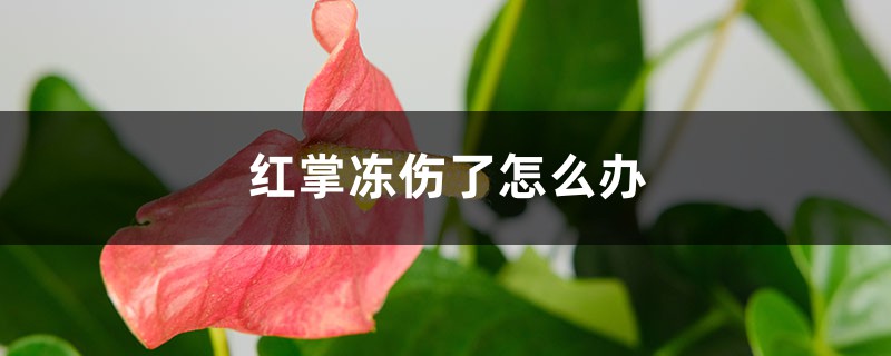 红掌冻伤了怎么办 红掌冻伤了怎么办