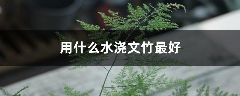用什么水浇文竹最好 用什么水浇文竹最好