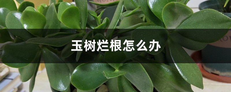 玉树烂根怎么办 玉树烂根怎么办