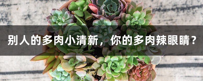别人的多肉小清新,你的多肉辣眼睛? 别人的多肉小清新,你的多肉辣眼睛?