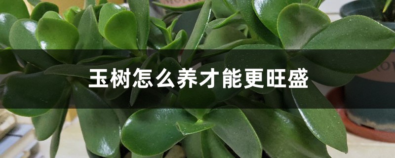 玉树怎么养才能更旺盛 玉树怎么养才能更旺盛