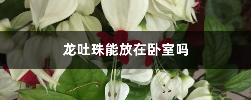 龙吐珠能放在卧室吗 龙吐珠能放在卧室吗
