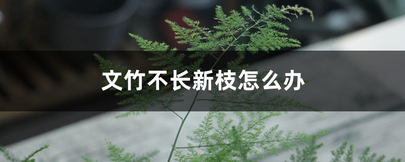 文竹不长新枝怎么办 文竹不长新枝怎么办