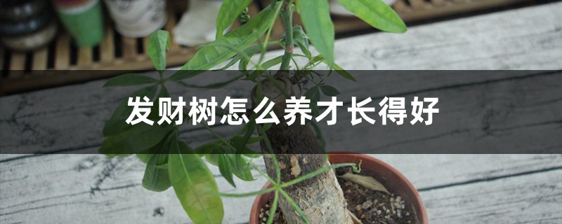 发财树怎么养才长得好 发财树怎么养才长得好