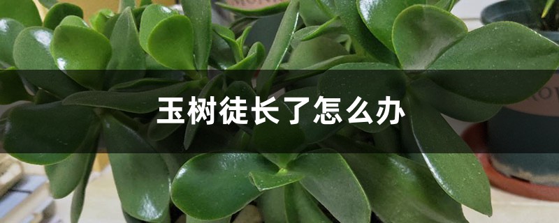 玉树徒长了怎么办