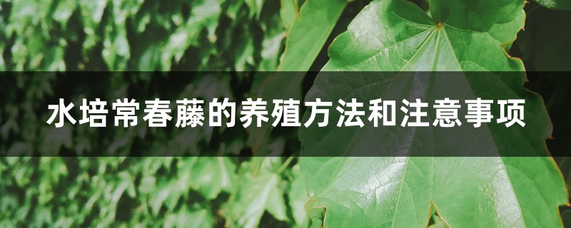 水培常春藤的养殖方法和注意事项 水培常春藤的养殖方法和注意事项